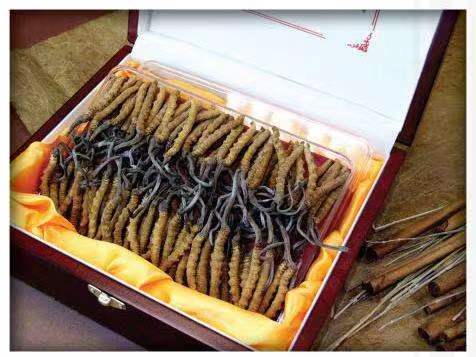 巩留冬虫夏草回收